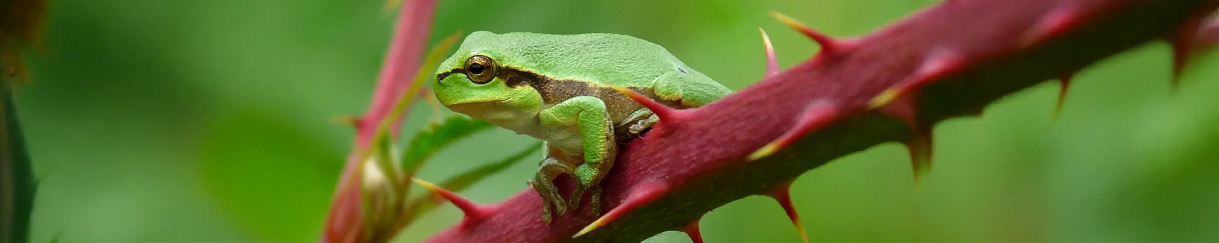 Kleiner grüner Laubfrosch auf einem dornigen Ast.