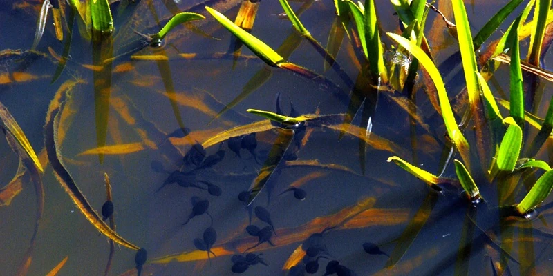 Kaulquappen im Teich