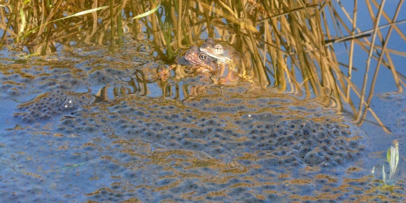 Froschpaar mit Laich im Teich