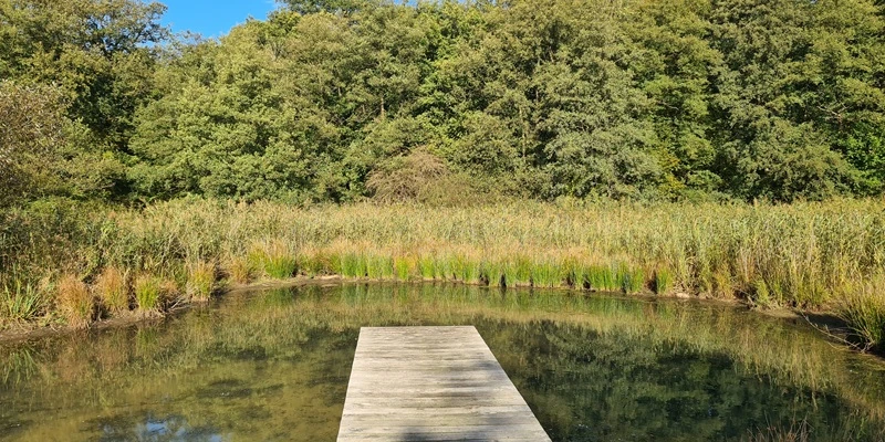 Steg am Teich der Ökologiestation Bremen