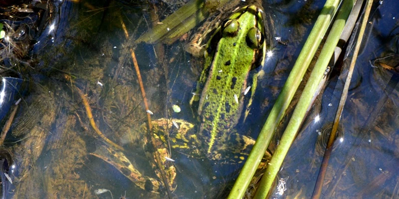 Ein Laubfrosch im Teich der Ökologiestation Bremen