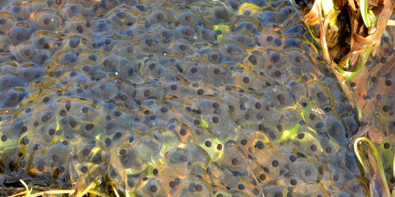 Froschlaich im Teich