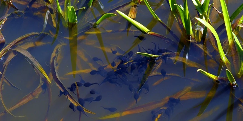 Kaulquappen in der Nahaufnahme