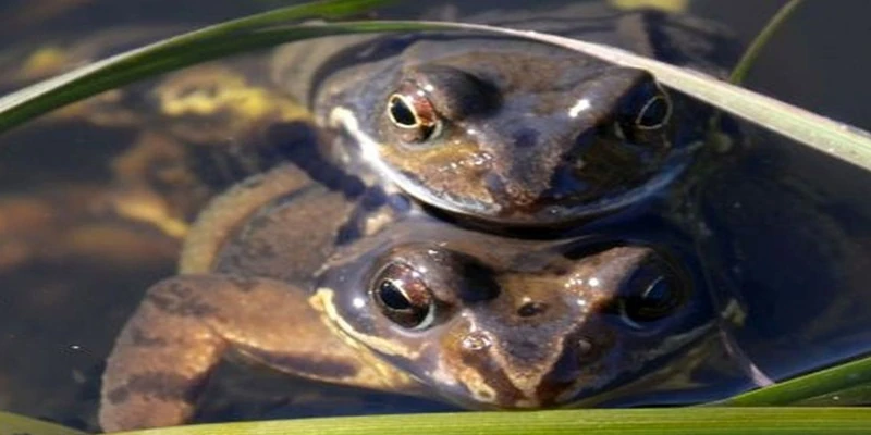 EIn Froschpaar im Teich