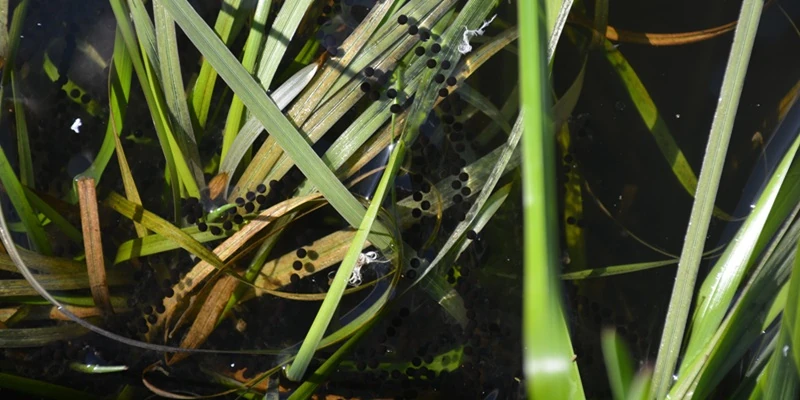 Froschlaich im Schilf