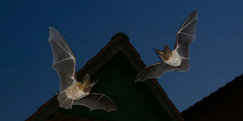 Fliegende Fledermäuse in der Nacht